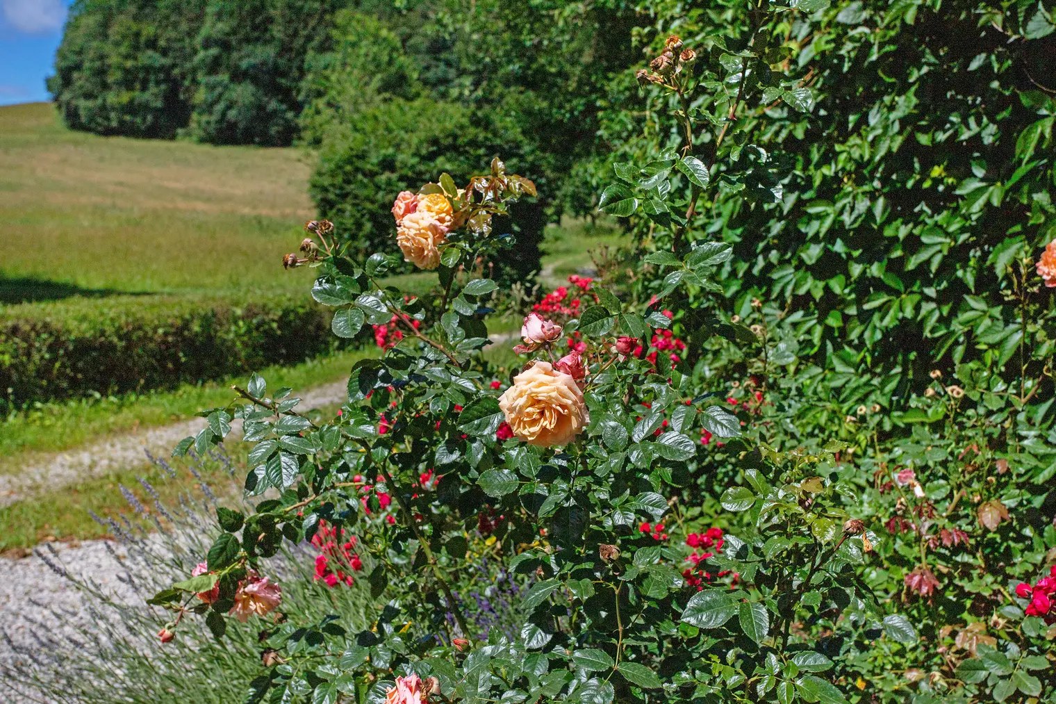 Gutshof Alte Linde · Bild 20